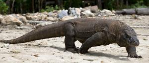 Der Komodowaran aus Indonesien gilt nun als „stark gefährdet“.