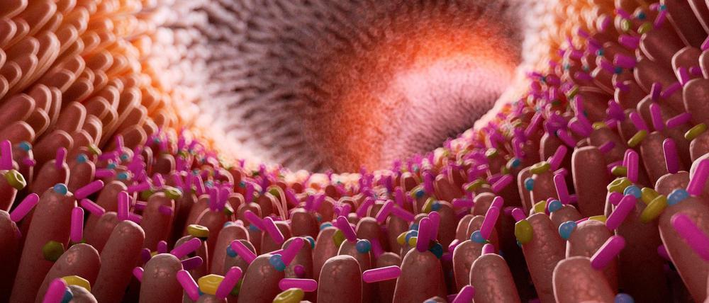 Bakterien zwischen den Zotten des Darms - diese Mikroflora wird von Antibiotika beeinflusst, was womöglich der Entstehung von Darmkrebs förderlich ist. 