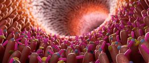 Bakterien zwischen den Zotten des Darms - diese Mikroflora wird von Antibiotika beeinflusst, was womöglich der Entstehung von Darmkrebs förderlich ist. 
