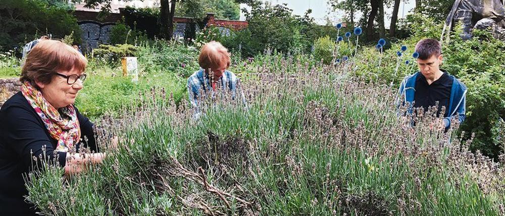 Auch wenn die Natur in diesem Garten die Regie führt – zu tun gibt es für die freiwilligen Gärtnerinnen immer etwas.