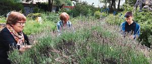 Auch wenn die Natur in diesem Garten die Regie führt – zu tun gibt es für die freiwilligen Gärtnerinnen immer etwas.