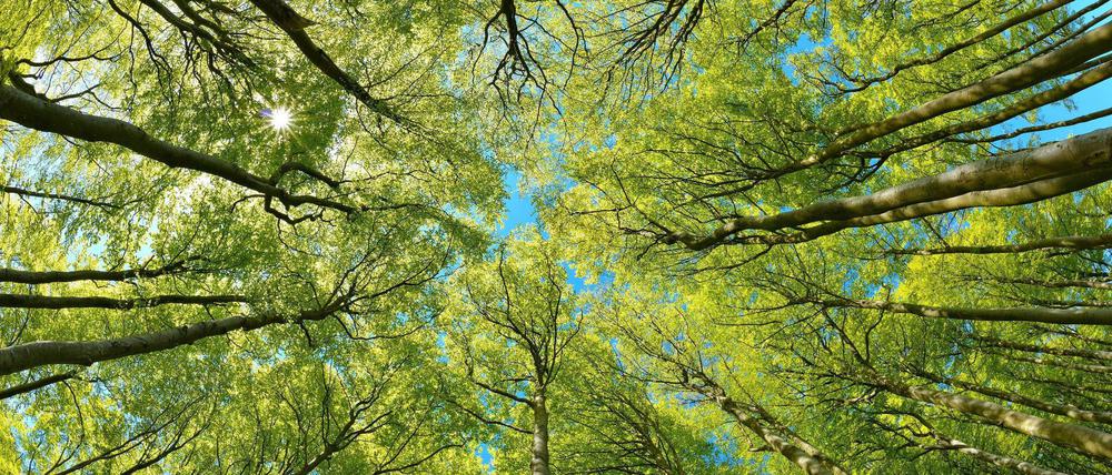 Kein schöner Land: Die Bundesbürger lieben den Wald. 70 Prozent nutzen ihn regelmäßig zur Erholung. 