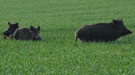 1622 Wildschweine seien in Brandenburg erfasst, die von der Schweinepest betroffen seien, heißt es aus dem Brandenburger Agrarministerium. 