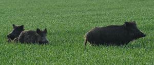 1622 Wildschweine seien in Brandenburg erfasst, die von der Schweinepest betroffen seien, heißt es aus dem Brandenburger Agrarministerium. 