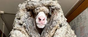 Das Wildschaf wurde im australischen Bundesstaat Victoria gefunden.