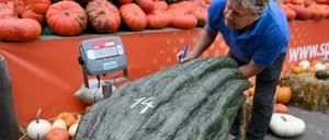 Das ist die Rekord-Zucchini. 56,75 Kilogramm schwer.