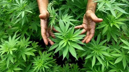 Cannabis-Pflanzen sollen in Kleinstmengen für den Eigenbedarf in Italien künftig angebaut werden dürfen. 