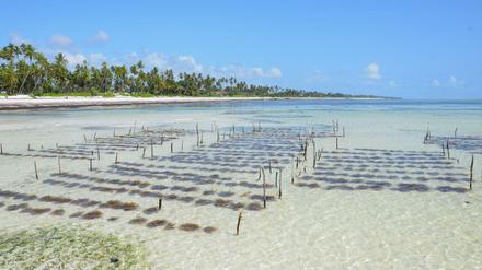 Auf Sansibar wird Seetang im flachen Wasser angebaut.