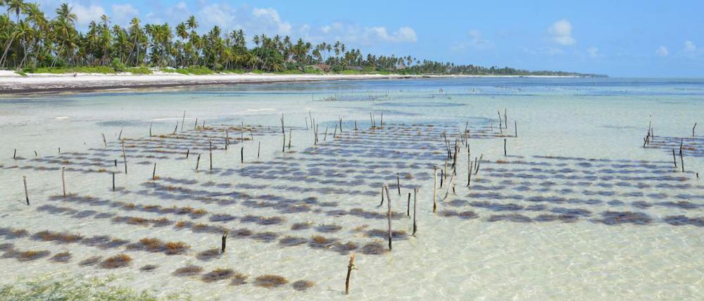 Auf Sansibar wird Seetang im flachen Wasser angebaut.