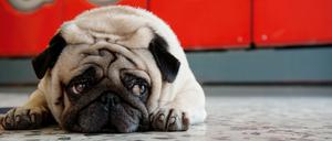 Ein Hund der Rasse Mops liegt auf dem Fußboden eines Waschsalons.