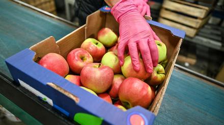 Äpfel im Großmarkt am Bodensee: Lagerung und Transport entscheiden über die CO2-Bilanz der Früchte.