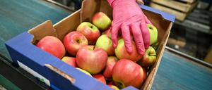 Äpfel im Großmarkt am Bodensee: Lagerung und Transport entscheiden über die CO2-Bilanz der Früchte.