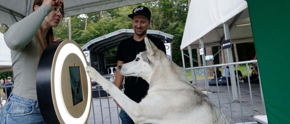 Hundebesitzer fotografieren bei den German Petfluencer Awards 2021 im Waldbad Dünnwald ihre Hunde.