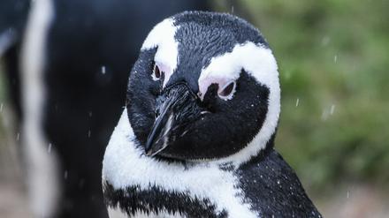 Ein Brillenpinguin (Spheniscus demersus) schaut im Tierpark Berlin in die Kamera der Fotografin. 