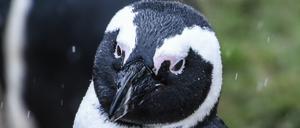Ein Brillenpinguin (Spheniscus demersus) schaut im Tierpark Berlin in die Kamera der Fotografin. 