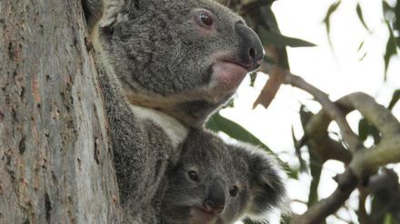 Koalas in Australien