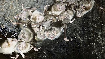 Vampirfledermäuse (Desmodus rotundus) verbringen den Tag an Ruheplätzen wie in einem hohlen Baum.