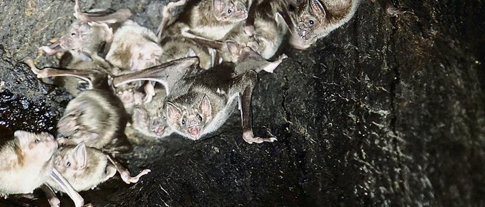 Vampirfledermäuse (Desmodus rotundus) verbringen den Tag an Ruheplätzen wie in einem hohlen Baum.