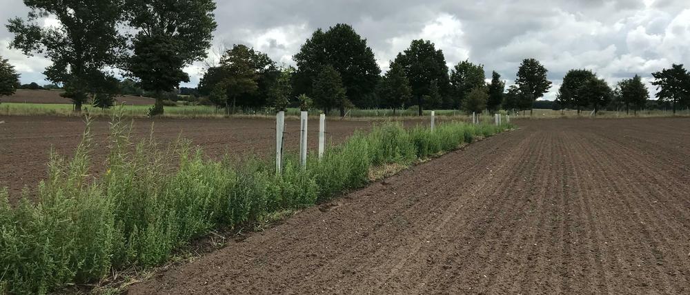 Ein Grünstreifen mit Bäumen alle 38 Meter soll die Wachstumsbedingungen der Kulturpflanzen verbessern und Bodenerosion verhindern.