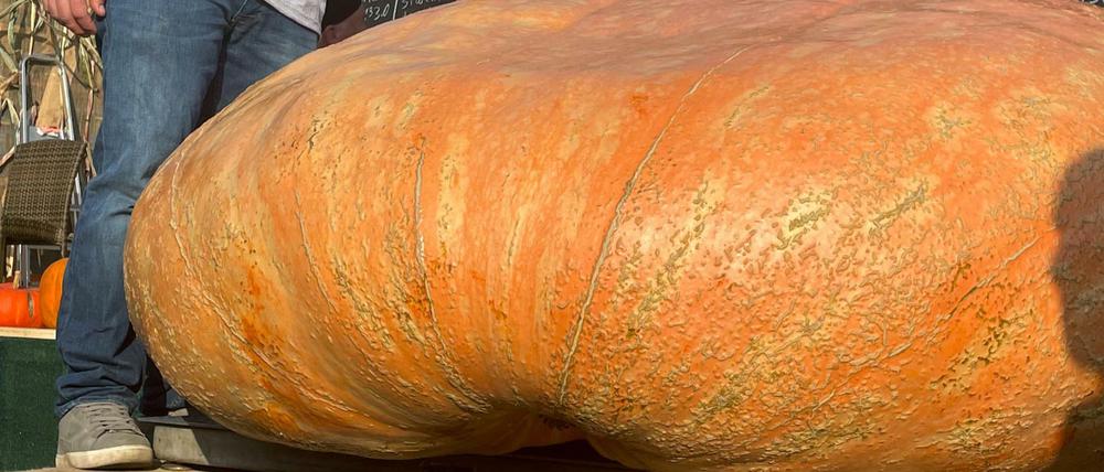 Oliver Grafe gewann mit seinem 867 Kilogramm schweren Kürbis den Wettbewerb.