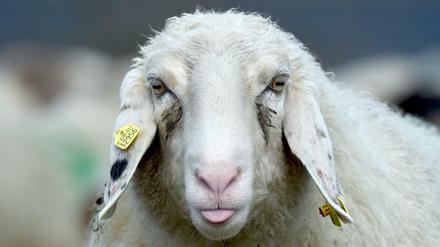 Foto: Carsten Rehder/dpa