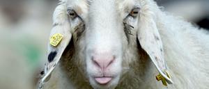 Foto: Carsten Rehder/dpa