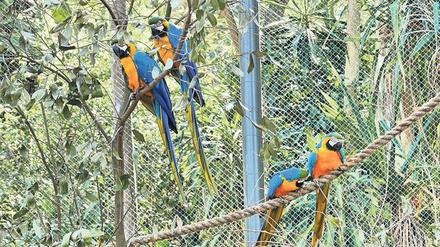 Die Paarbindungen von Aras halten unter Umständen sogar ein ganzes Leben lang – für Romeo und Julia im Bio Park von Rio sind die Umstände ihrer Beziehung besonders schwierig. 