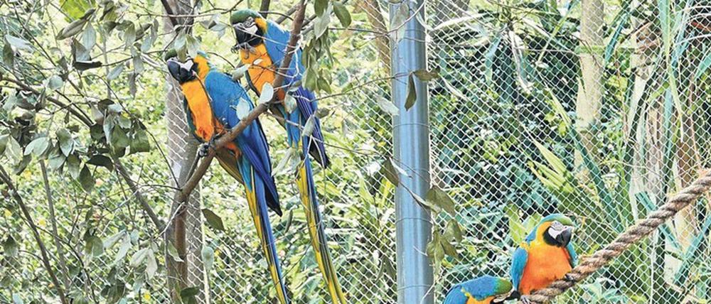 Die Paarbindungen von Aras halten unter Umständen sogar ein ganzes Leben lang – für Romeo und Julia im Bio Park von Rio sind die Umstände ihrer Beziehung besonders schwierig. 