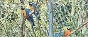 Die Paarbindungen von Aras halten unter Umständen sogar ein ganzes Leben lang – für Romeo und Julia im Bio Park von Rio sind die Umstände ihrer Beziehung besonders schwierig. 