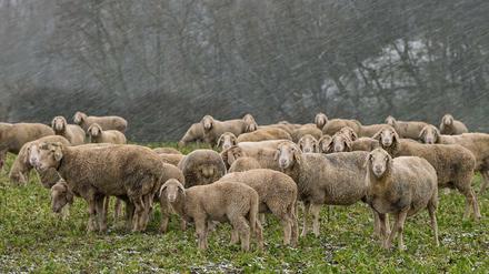 Laut einer Polizeisprecherin hatte ein Wolf die Schafherde aufgeschreckt. (Symbolbild)