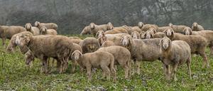 Laut einer Polizeisprecherin hatte ein Wolf die Schafherde aufgeschreckt. (Symbolbild)