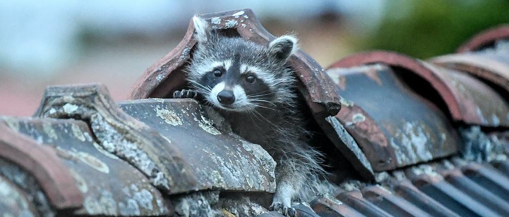 Waschbären können fast überall in der Stadt leben: Unter Containern, in leerstehenden Gemäuern, in Laubenkolonien oder auf unausgebauten Dachböden.