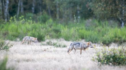Zwei von sechs im Rudel: Wolfswelpen streifen durch die Döberitzer Heide.