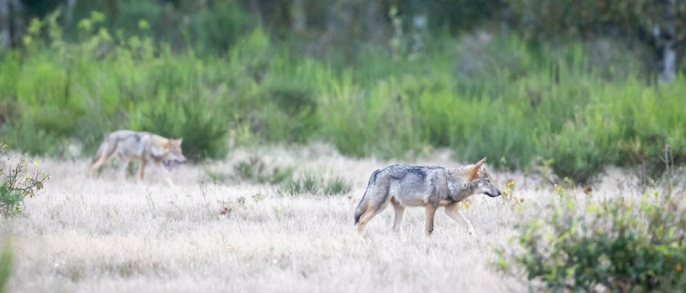 Zwei von sechs im Rudel: Wolfswelpen streifen durch die Döberitzer Heide.