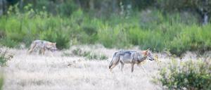 Zwei von sechs im Rudel: Wolfswelpen streifen durch die Döberitzer Heide.