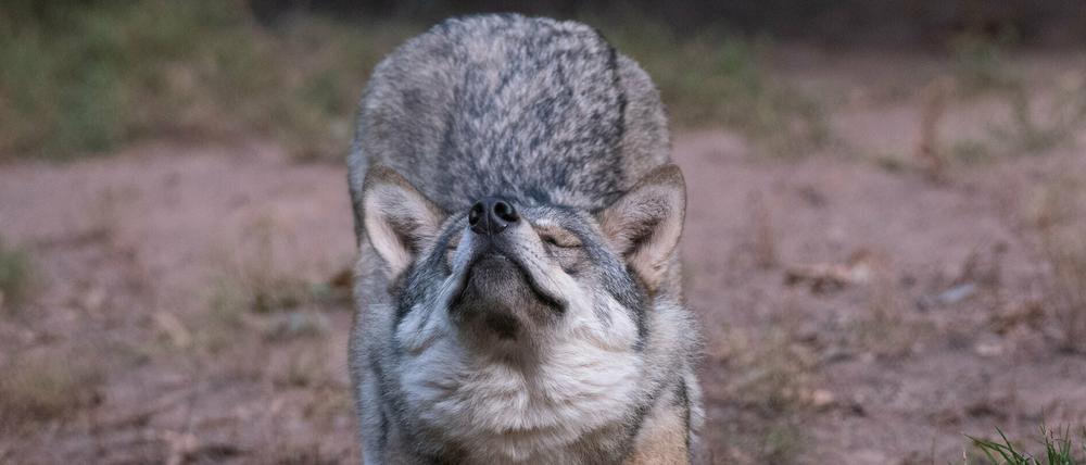 Auch Wolfsmütter brauchen mal eine Pause. Was bietet sich da besser an als Schafskino?