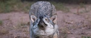 Auch Wolfsmütter brauchen mal eine Pause. Was bietet sich da besser an als Schafskino?
