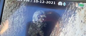 Die zwölf Jahre alte Hündin Liza gefangen in einer Felsspalte.