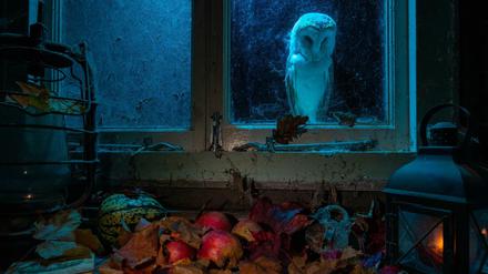 Lockdown-Begleiter. Capone, die Eule aus der Scheune, fasste wie viele andere Tiere Zutrauen zu dem an sein Haus in Nordwales gebundenen Fotografen Richard Bowler.
