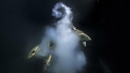 Das Wildlife-Foto des Jahres von Laurent Ballesta zeigt ein Trio getarnter Zackenbarsche. 