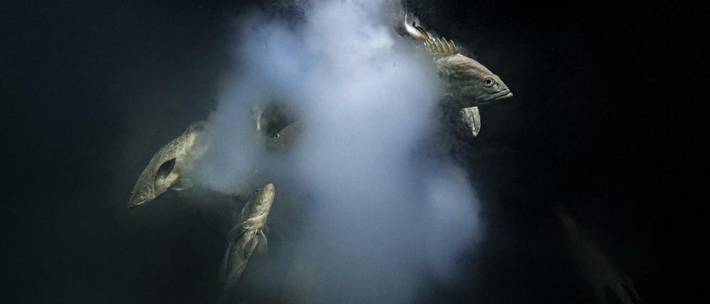 Das Wildlife-Foto des Jahres von Laurent Ballesta zeigt ein Trio getarnter Zackenbarsche. 