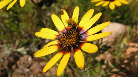 Die meisten Blütenpflanzen wie diese Kapringelblume (Dimorphotheca sinuata) aus Südafrika sind auf Bestäuber angewiesen, um sich fortzupflanzen.