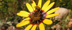 Die meisten Blütenpflanzen wie diese Kapringelblume (Dimorphotheca sinuata) aus Südafrika sind auf Bestäuber angewiesen, um sich fortzupflanzen.