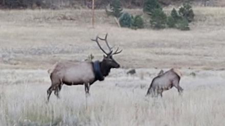Der Wapiti-Hirsch mit einem Autoreifen um den Hals