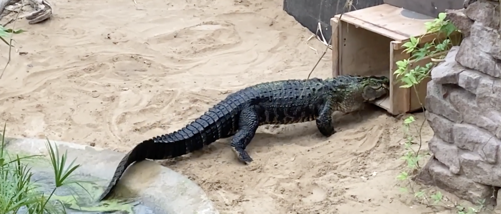 Alligator Eugen läuft in eine Kiste, in der vom Tierpark Berlin zum Zoo Ungarn transportiert wird.