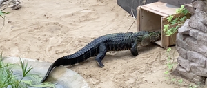 Alligator Eugen läuft in eine Kiste, in der vom Tierpark Berlin zum Zoo Ungarn transportiert wird.
