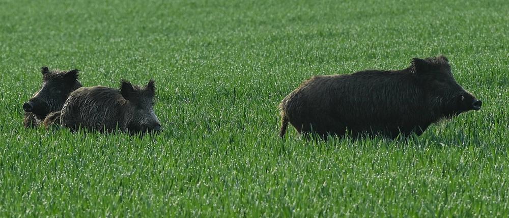 Brandenburg, Treplin: Drei Wildschweine stehen am frühen Morgen in einem noch grünen Getreidefeld. (Mai 2021)