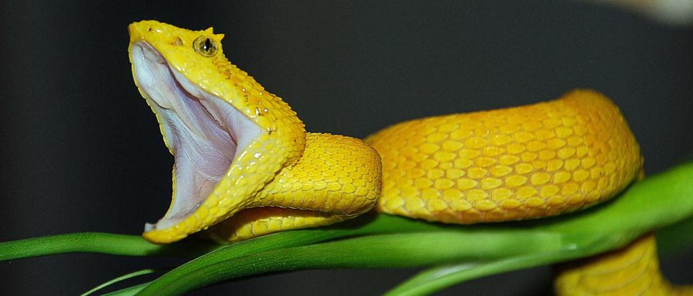 Gelb und gefährlich: "Schlangen - Wahrheit und Mythos" sind ein Programmpunkt bei Geo Wild.