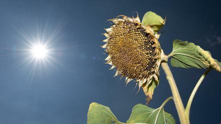 Eine verblühte Sonnenblume steht auf einem Feld.