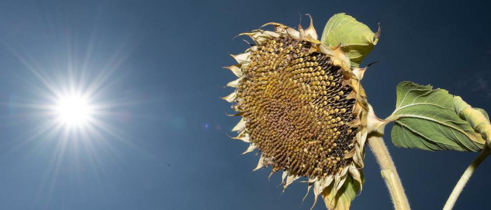 Eine verblühte Sonnenblume steht auf einem Feld.